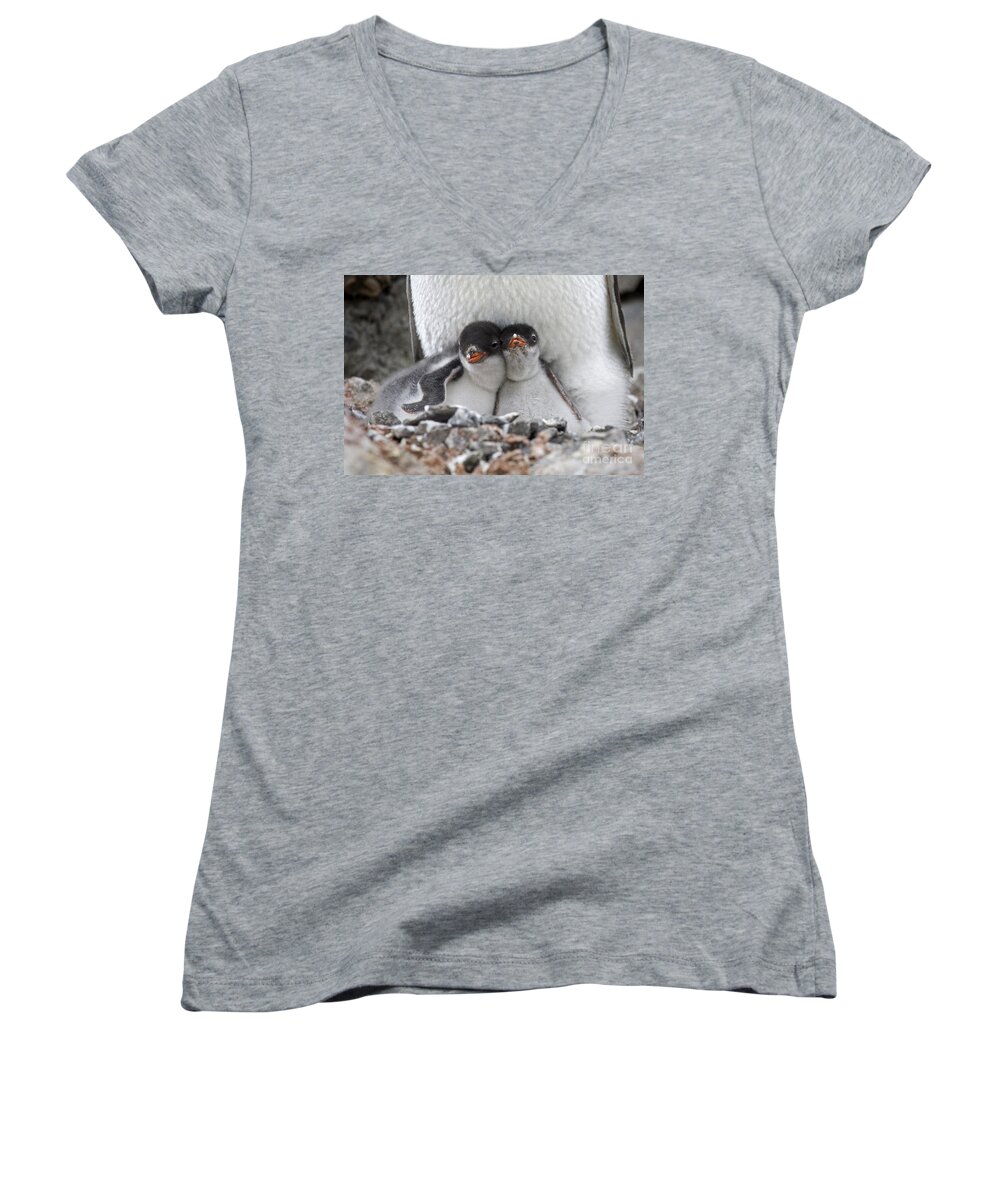 Port Lockroy Women's V-Neck featuring the photograph 111130p166 by Arterra Picture Library