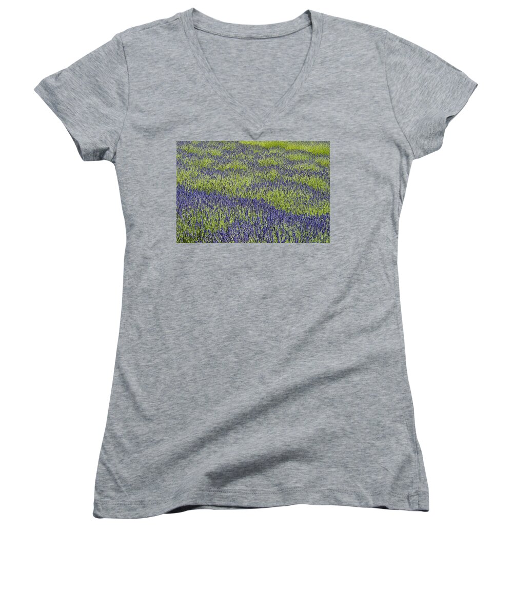 Agriculture Women's V-Neck featuring the photograph Lavendar field rows of white and purple flowers #5 by Jim Corwin