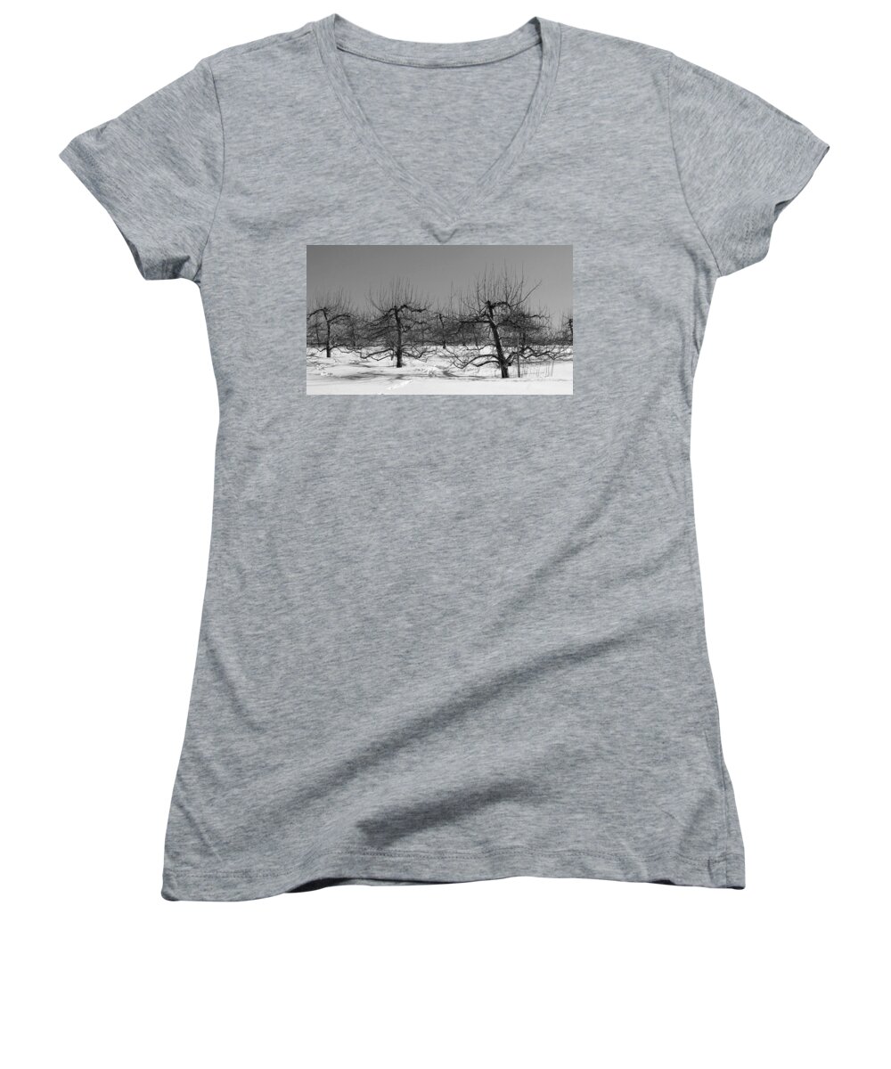 Apple Orchard In Winter Women's V-Neck featuring the photograph Apple Trees in Winter 1 by Michael Saunders