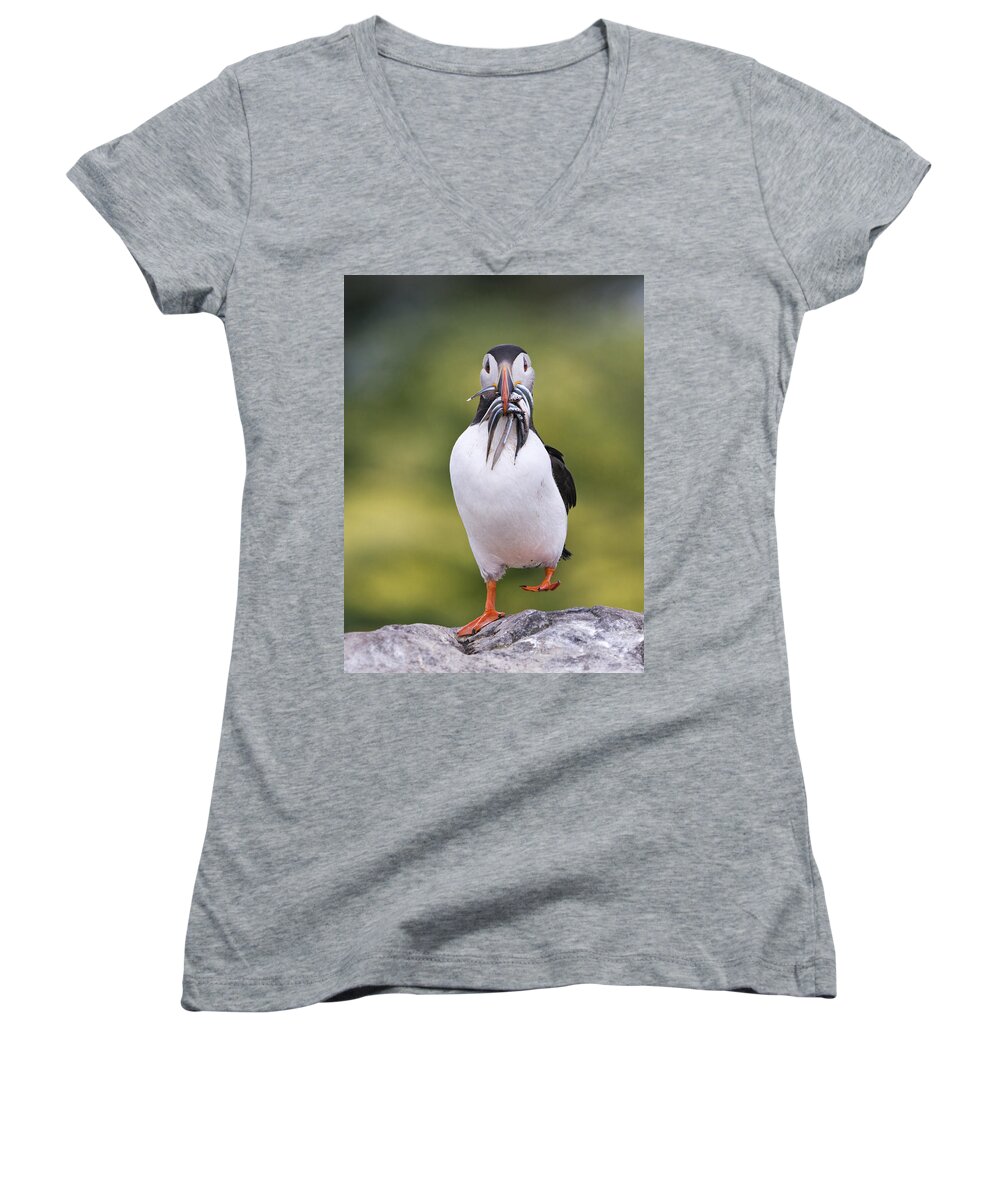 Franka Slothouber Women's V-Neck featuring the photograph Atlantic Puffin Carrying Greater Sand by Franka Slothouber