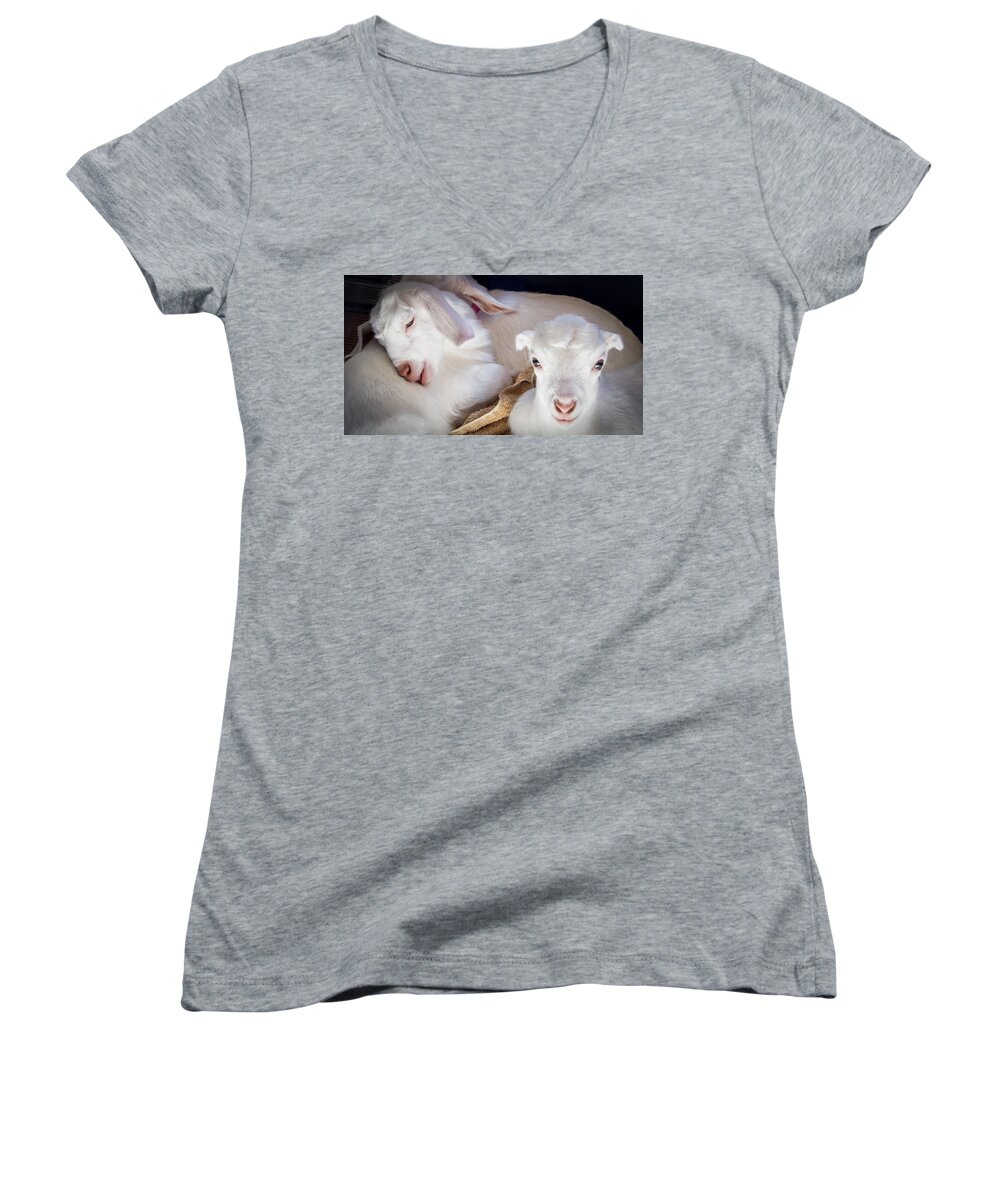 Photograph Women's V-Neck featuring the photograph Baby Goats Napping by Natalie Rotman Cote