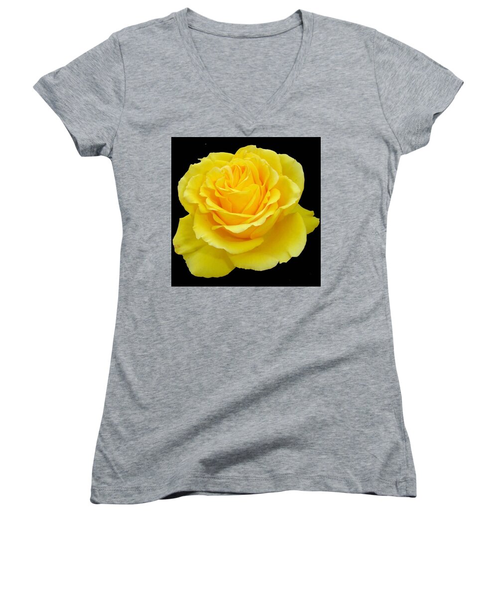 Rose Women's V-Neck featuring the photograph Beautiful Yellow Rose Flower on Black Background by Taiche Acrylic Art