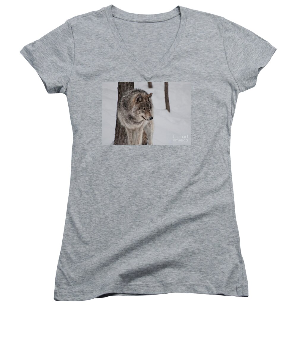 Timberwolf Women's V-Neck featuring the photograph Big Bad Wolf by Bianca Nadeau
