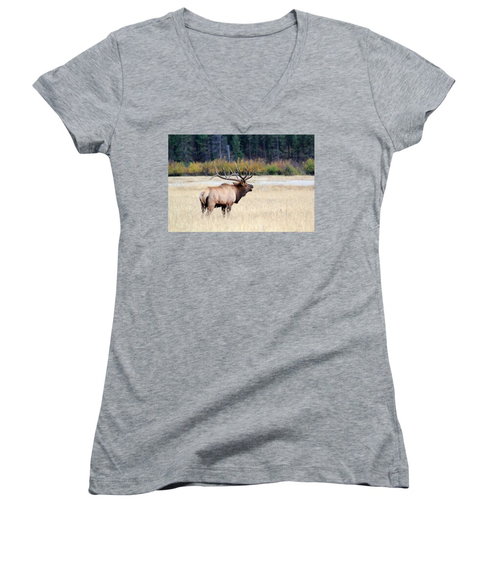 Bull Women's V-Neck featuring the photograph Big Colorado Bull by Shane Bechler