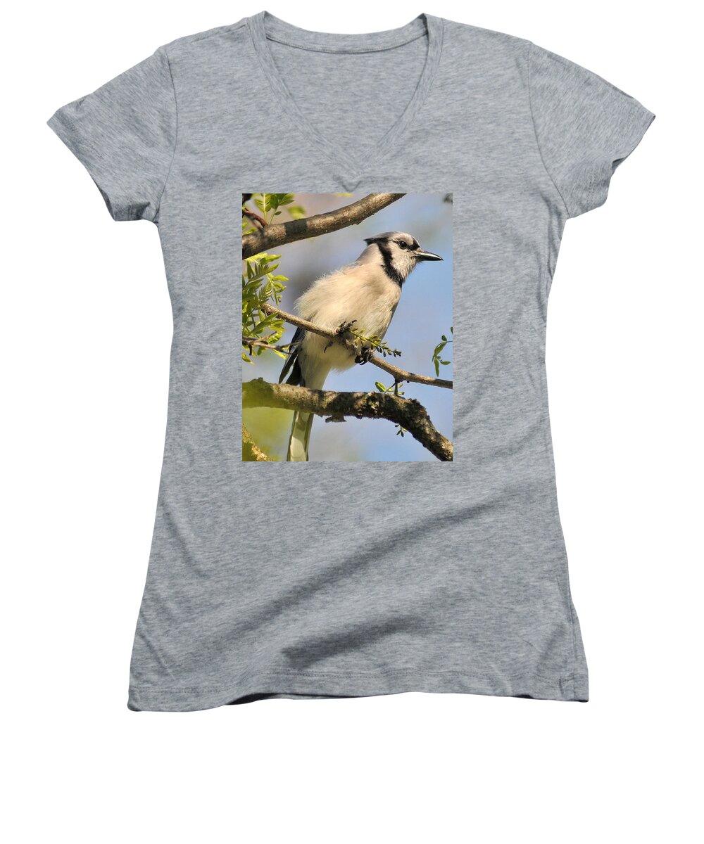 Bluejay Women's V-Neck featuring the photograph Bluejay 310 by Gene Tatroe