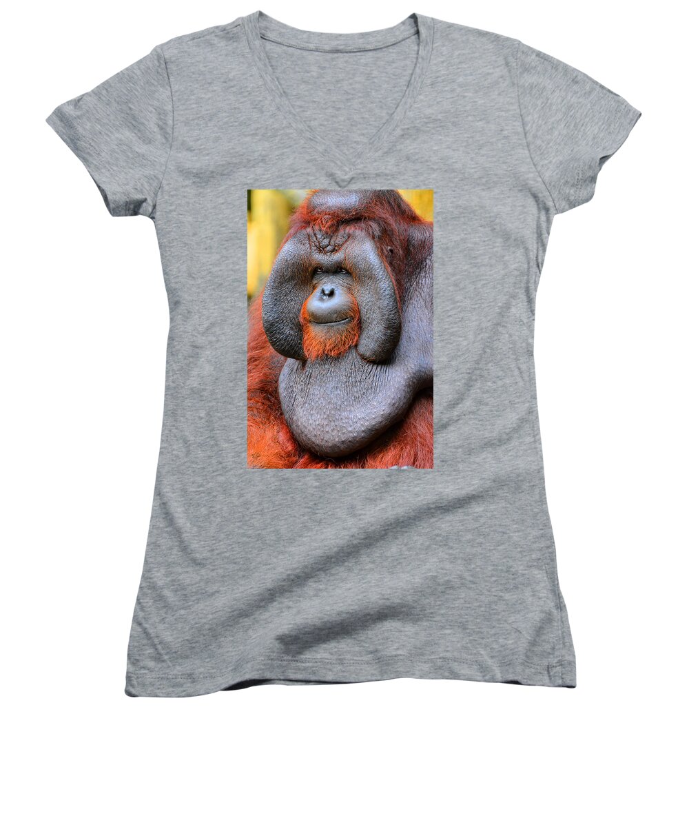 Orangutan Women's V-Neck featuring the photograph Bornean Orangutan IV by Lourry Legarde