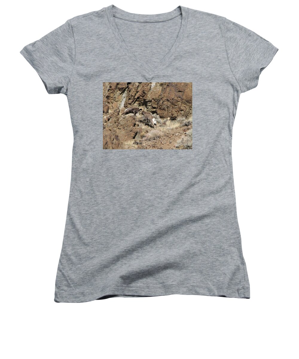 Rocky Moutain Bighorn Rams Women's V-Neck featuring the photograph Clash of the Titans by Darcy Tate