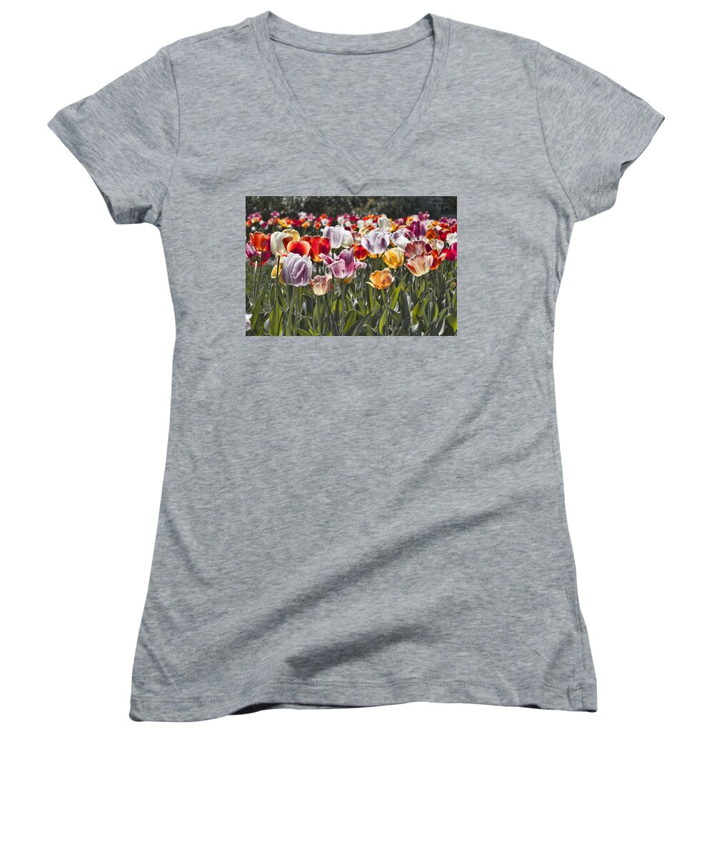 Tulip Women's V-Neck featuring the photograph Colorful Tulips in the Sun by Sharon Popek