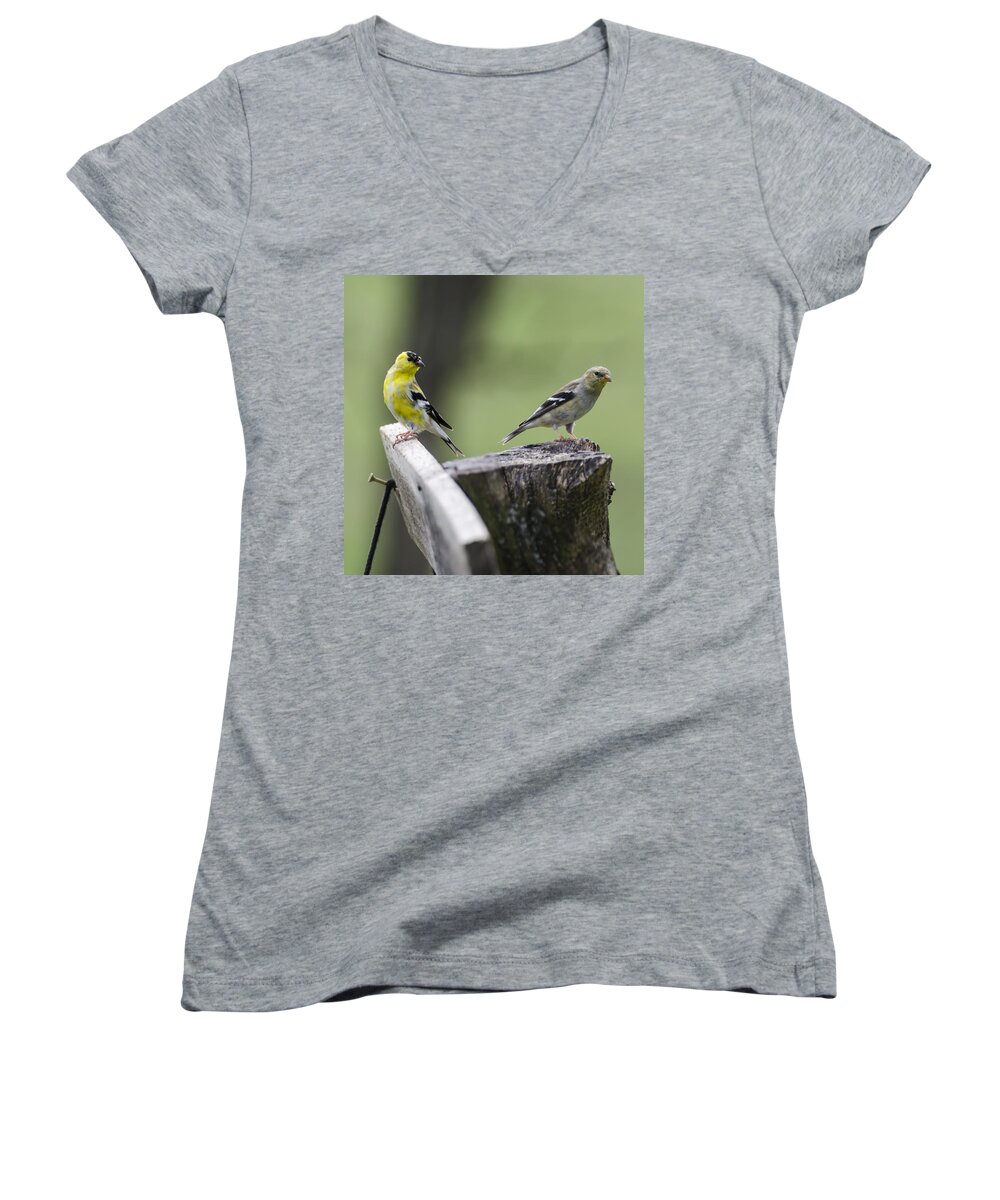 Gold Finches Women's V-Neck featuring the photograph Come Here Often by Heather Applegate