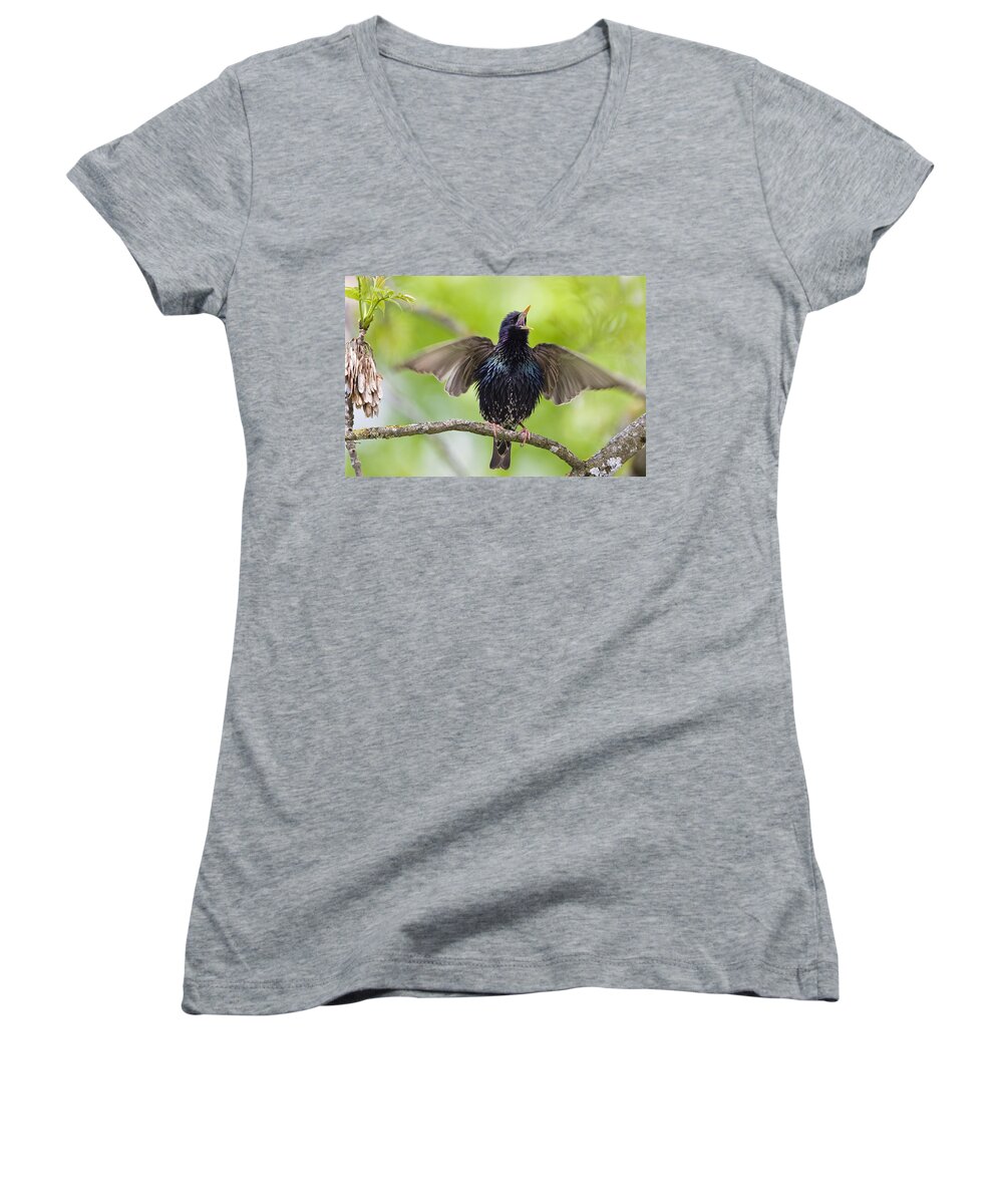 Feb0514 Women's V-Neck featuring the photograph Common Starling Singing Bavaria by Konrad Wothe