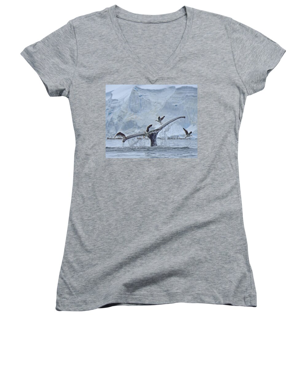 Humpback Whale (megaptera Novaeangliae) Women's V-Neck featuring the photograph Disturbed by Tony Beck