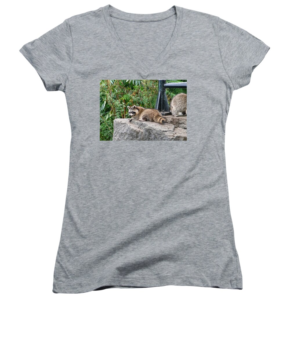 Raccoon Women's V-Neck featuring the photograph Dont you dare to come closer to my throne coon by Eti Reid