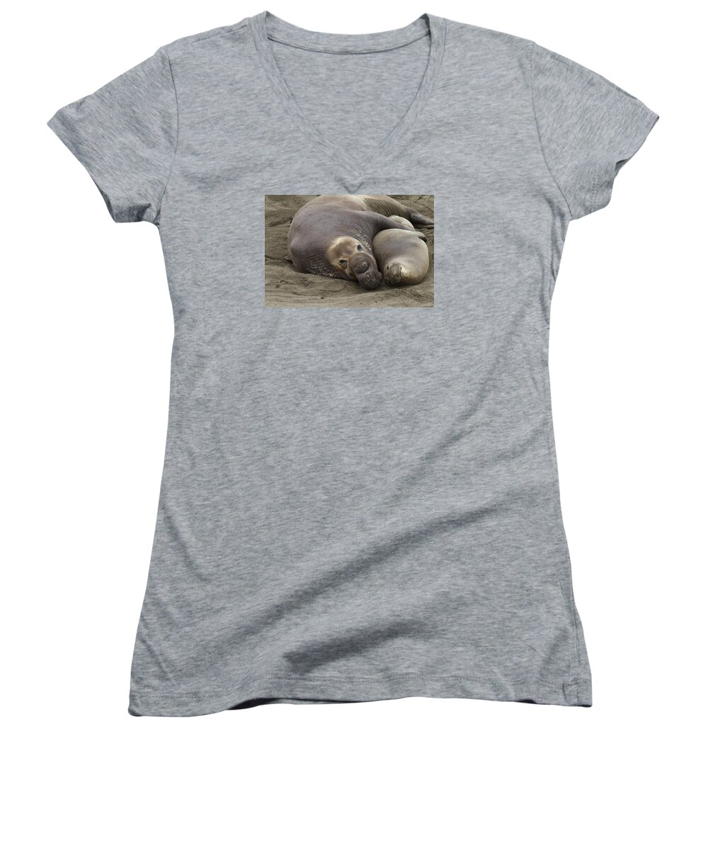 Elephant Seal Women's V-Neck featuring the photograph Elephant Seal couple by Duncan Selby