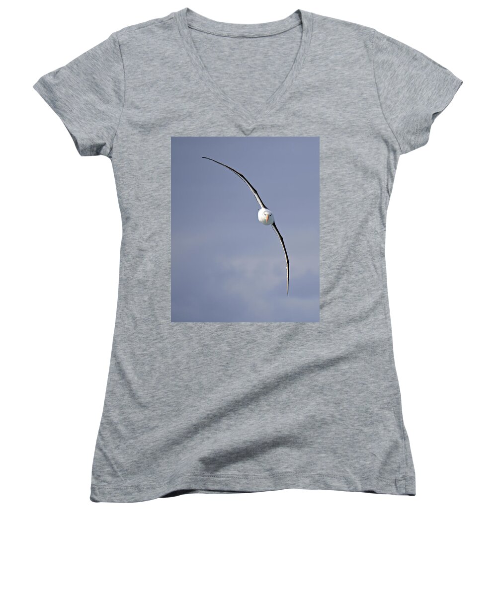 Black-browed Albatross Women's V-Neck featuring the photograph Free To Follow by Tony Beck
