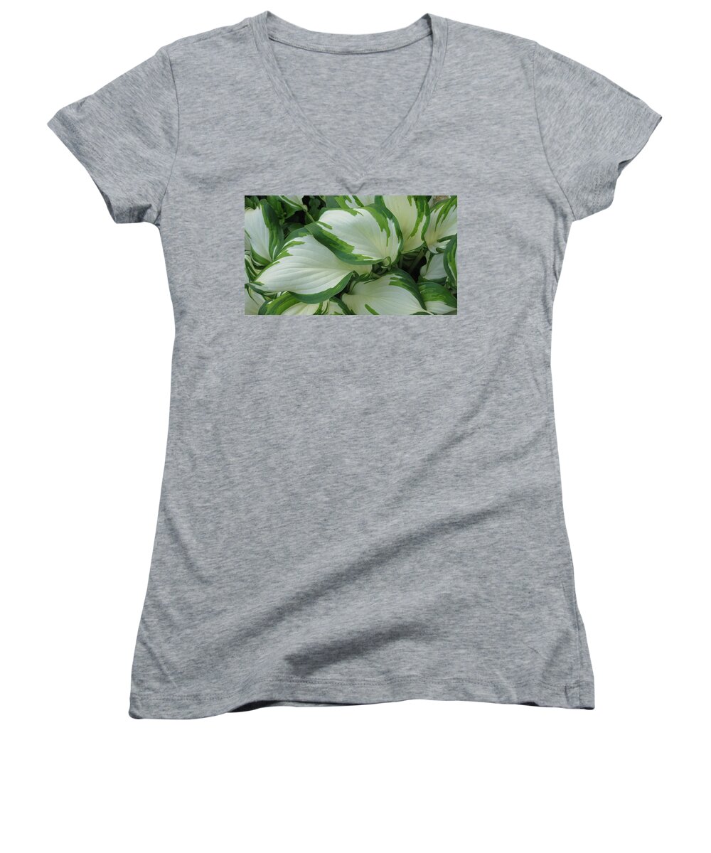 Hosta Women's V-Neck featuring the photograph Green and White by Carolyn Jacob
