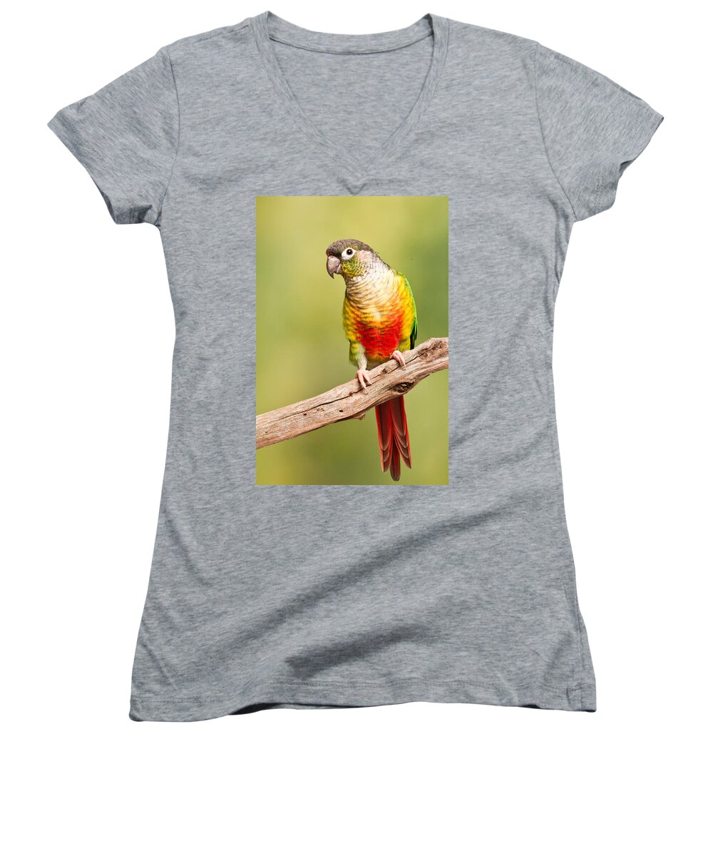 Green-cheeked Conure Women's V-Neck featuring the photograph Green-cheeked Conure Pyrrhura Molinae by David Kenny