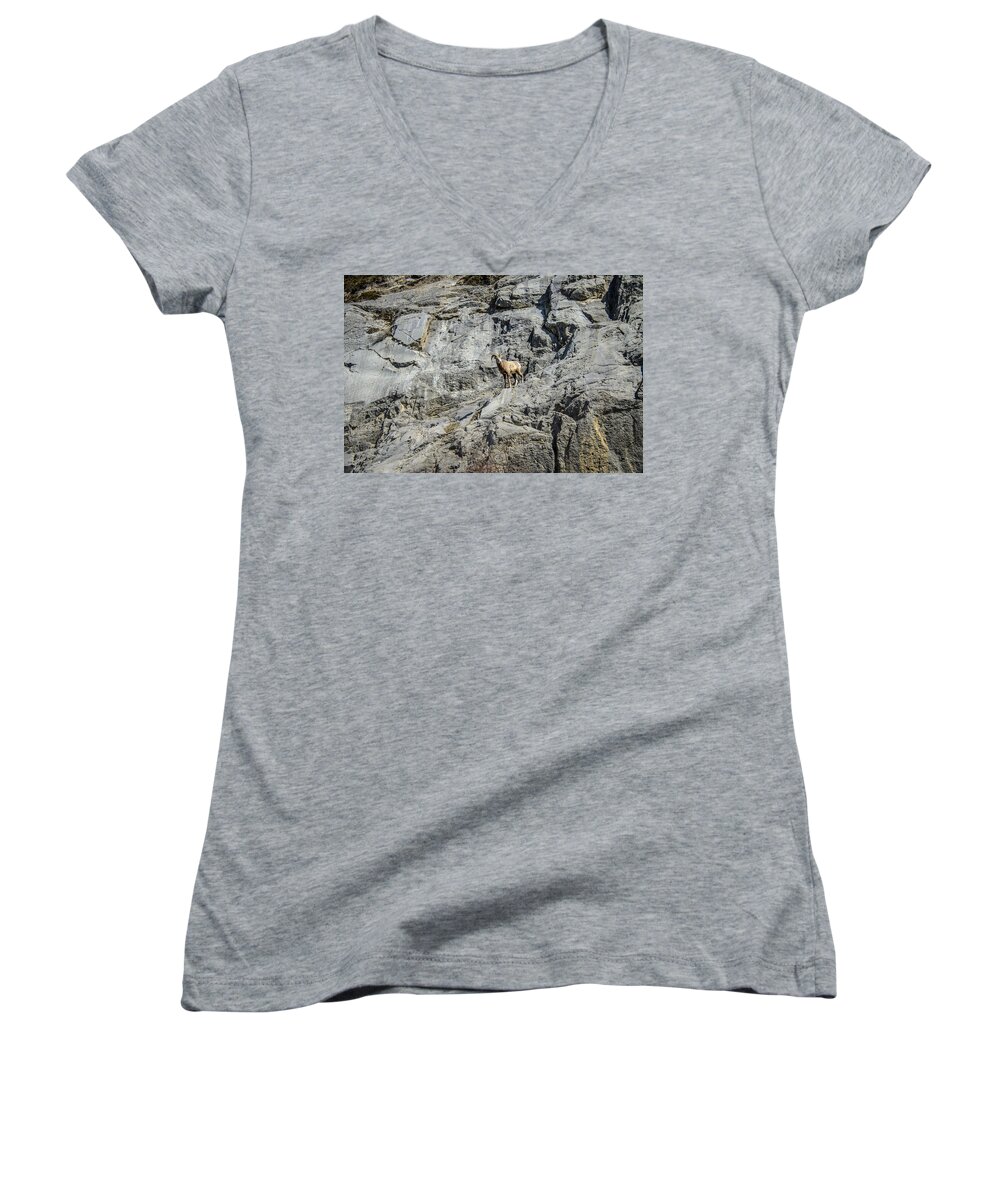 Big Horn Sheep Women's V-Neck featuring the photograph Big Horn Sheep Coming Down The Mountain by Roxy Hurtubise