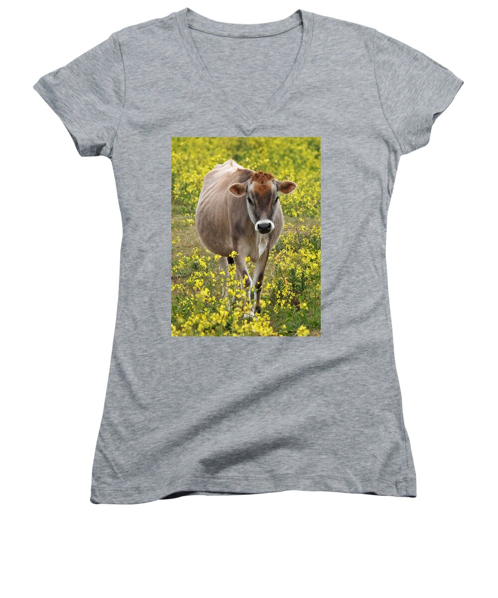 Jersey Cow Women's V-Neck featuring the photograph Here I Come - Jersey Cow by Gill Billington