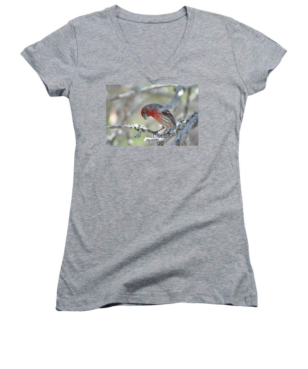 House Finch Women's V-Neck featuring the photograph House Finch by Frank Madia