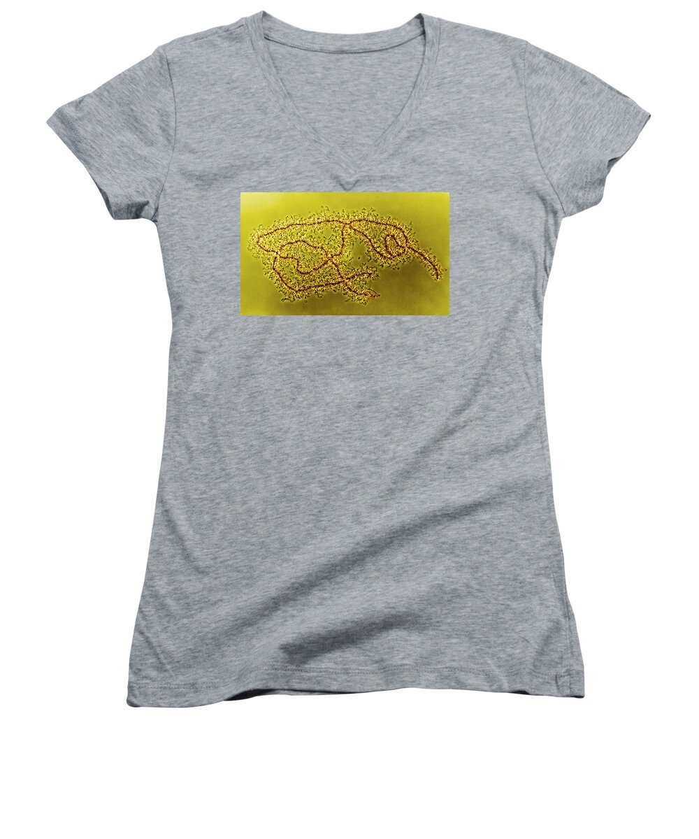 Histology Women's V-Neck featuring the photograph Lampbrush Chromosomes Newt, Lm by Science Source