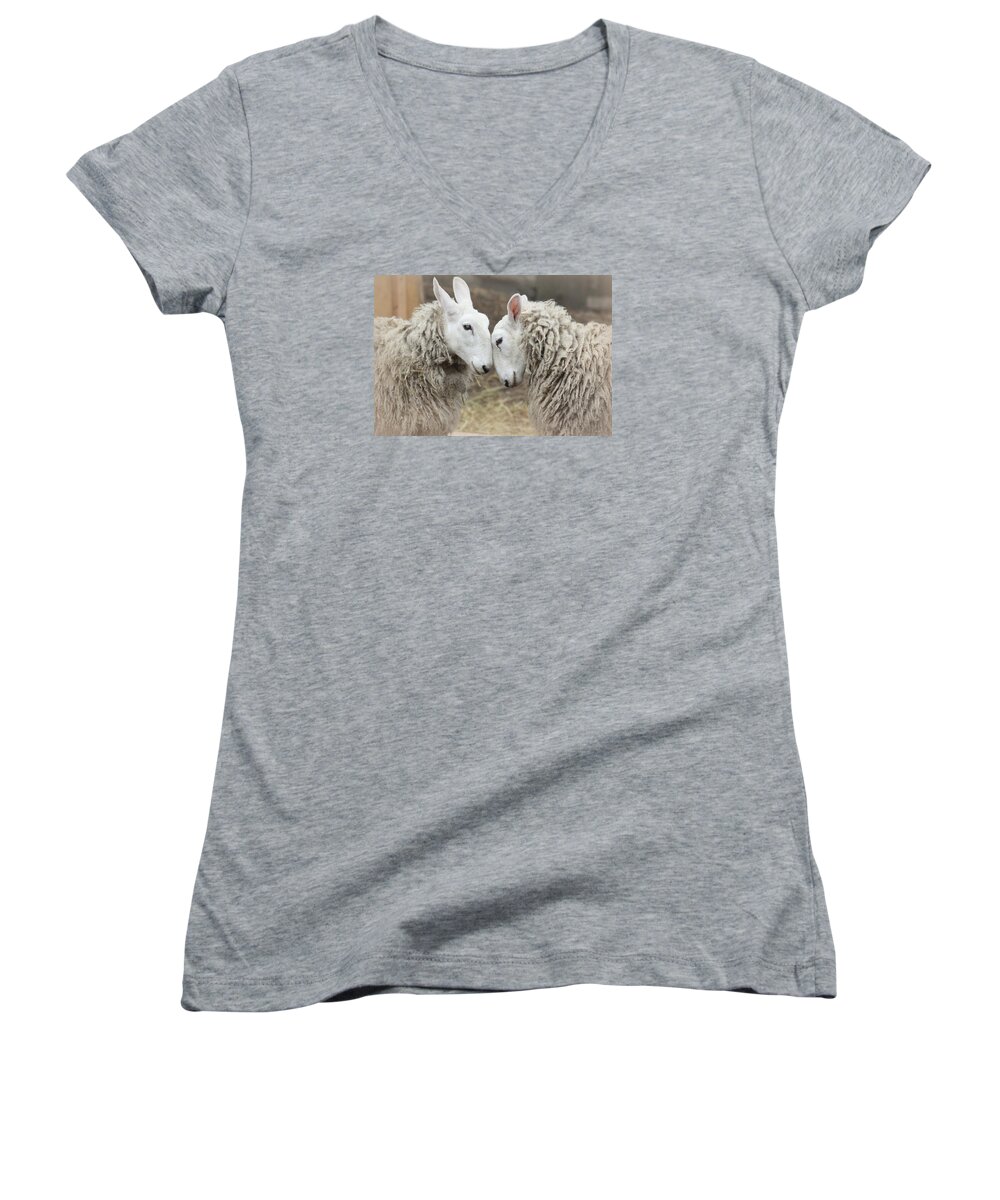 Sweet Animals Women's V-Neck featuring the photograph Love me Sweet by The Art Of Marilyn Ridoutt-Greene