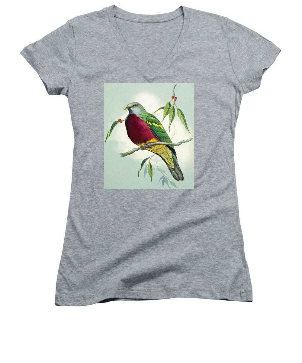 Bird Women's V-Neck featuring the painting Magnificent Fruit Pigeon by Bert Illoss