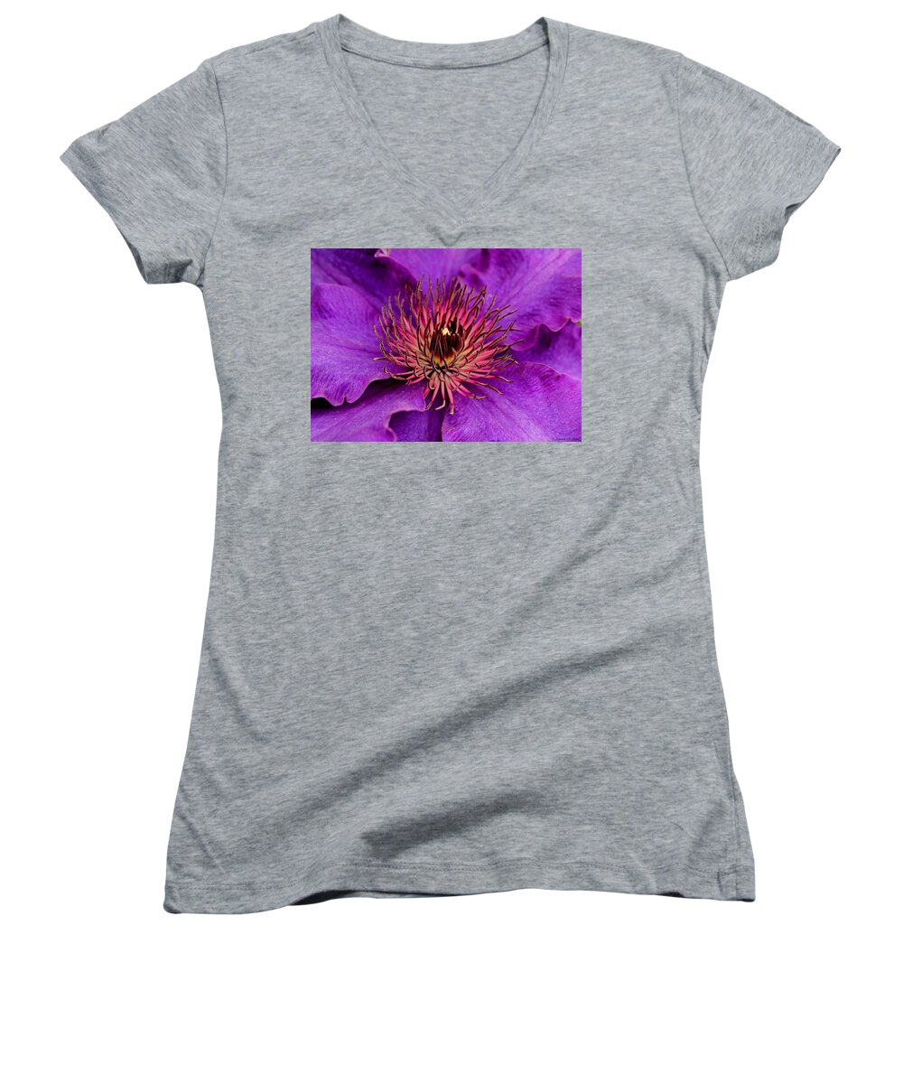 Purple Women's V-Neck featuring the photograph Purple Clematis by Suzanne Stout