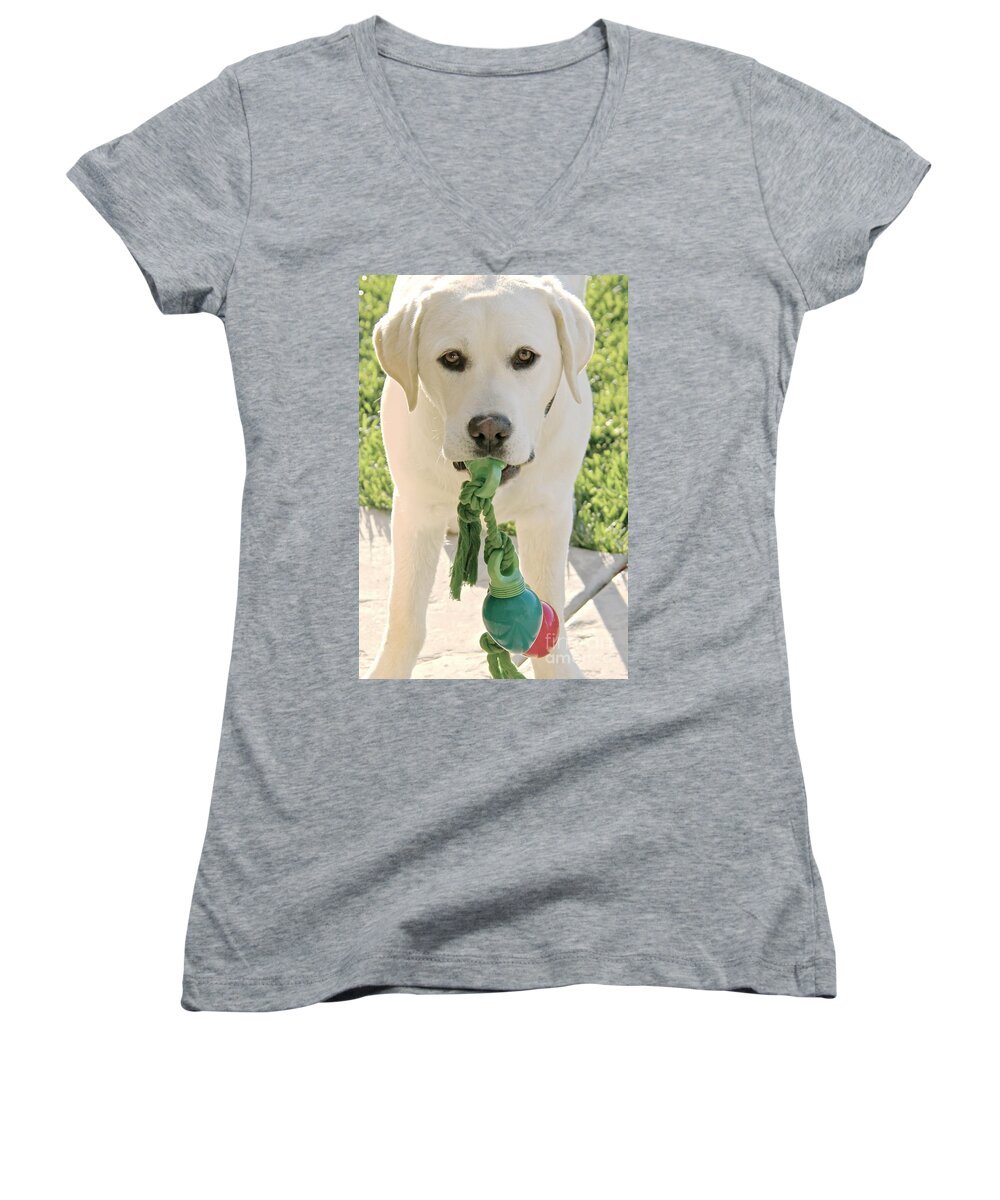 Labrador Dog Women's V-Neck featuring the photograph Ready for the Holidays Again by Suzanne Oesterling