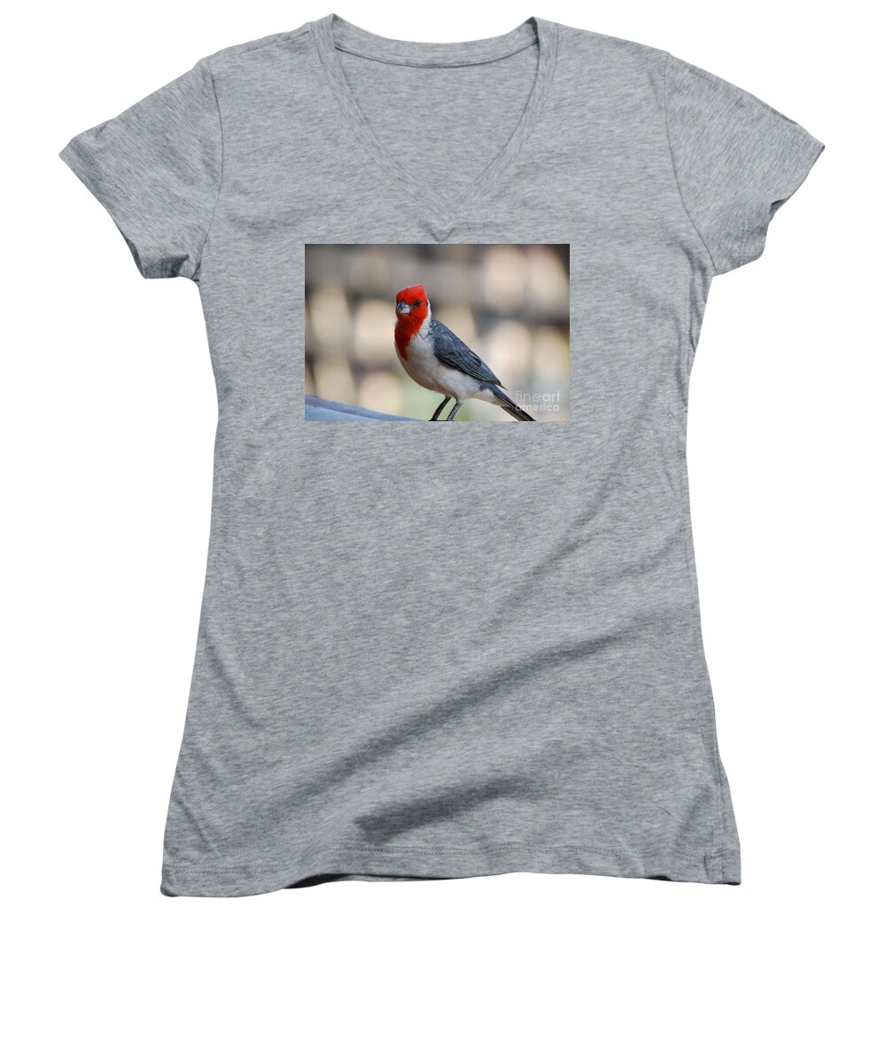Cardinal Women's V-Neck featuring the photograph Red Crested Cardinal by DejaVu Designs