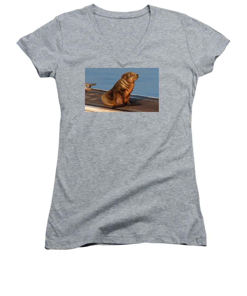 Wild Women's V-Neck featuring the photograph Sleeping Wild Sea Lion Pup by Christy Pooschke