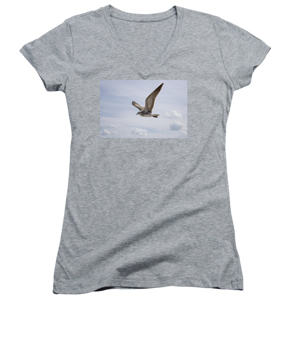 Seagull Women's V-Neck featuring the photograph Soaring Gull by Daniel Murphy