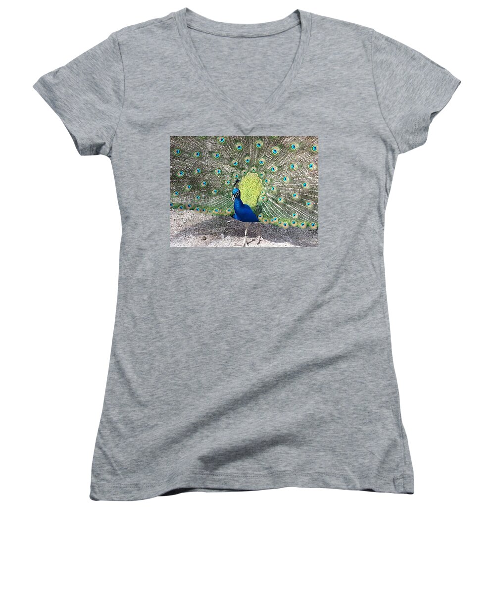 Peacock Women's V-Neck featuring the photograph Sunny Peancock by Caryl J Bohn