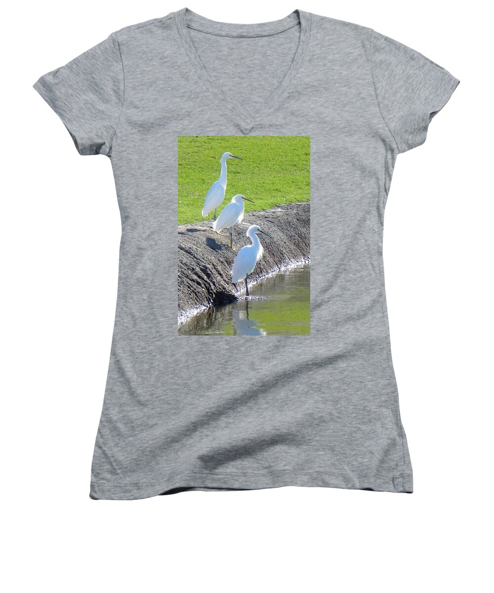 Egret Women's V-Neck featuring the photograph Three Stooges by Deb Halloran