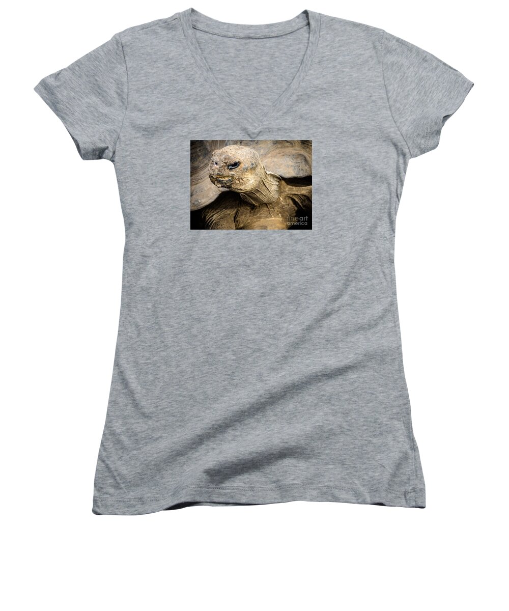 Tortoise Women's V-Neck featuring the photograph Tortoise by Imagery by Charly