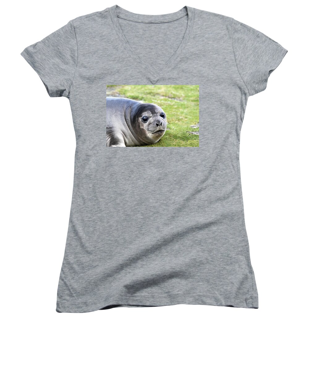 Southern Elephant Seal Women's V-Neck featuring the photograph Woeful Weaner by Ginny Barklow