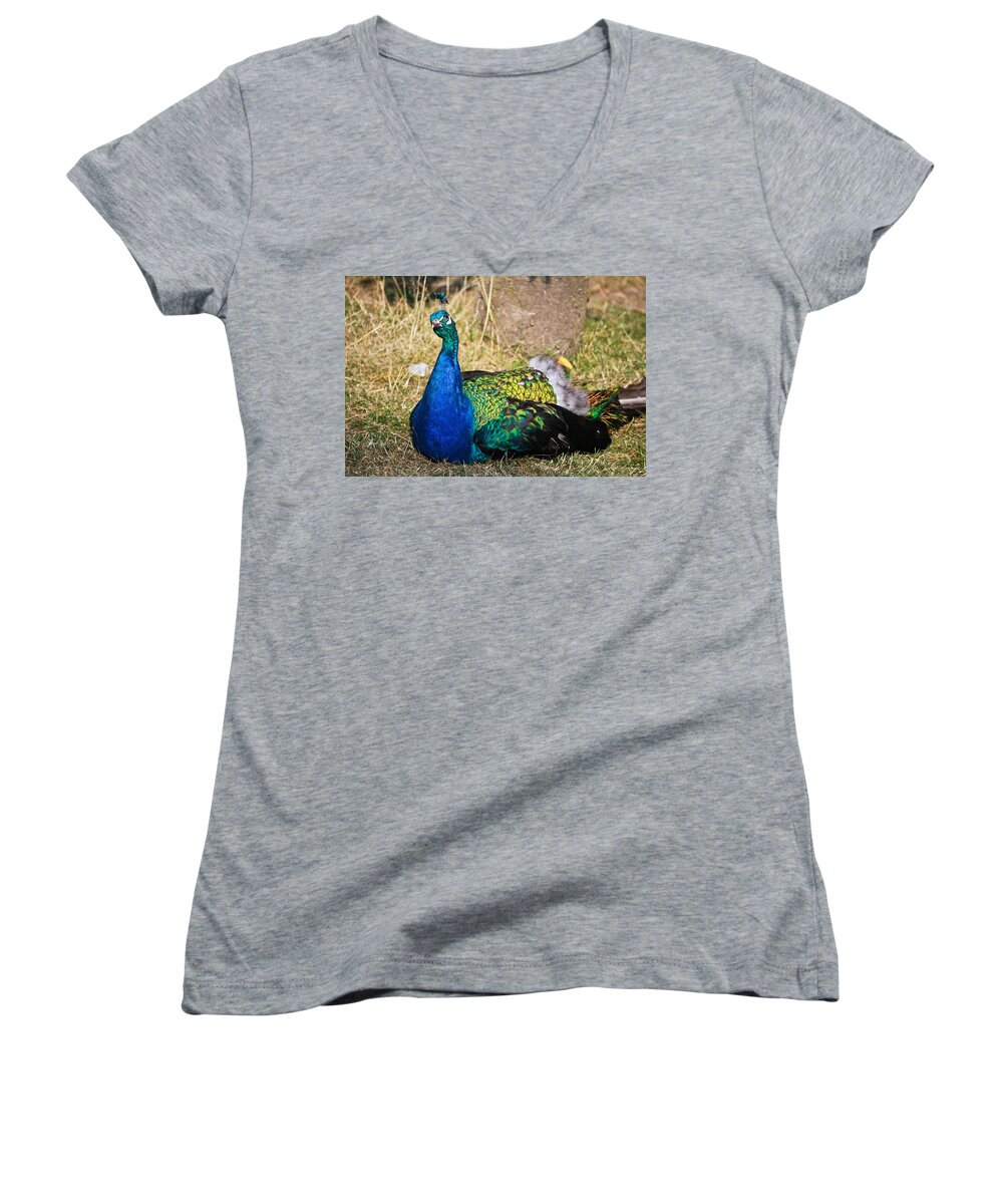 Peacock Women's V-Neck featuring the photograph Wondering male peacock by Eti Reid