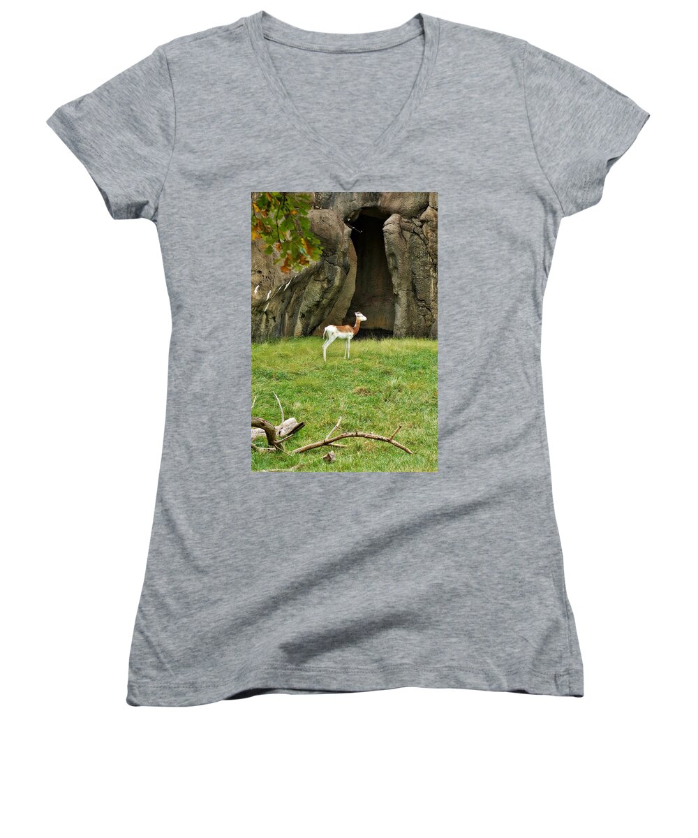 Addra Gazelle Women's V-Neck featuring the photograph Young Addra Gazelle by Jean Goodwin Brooks