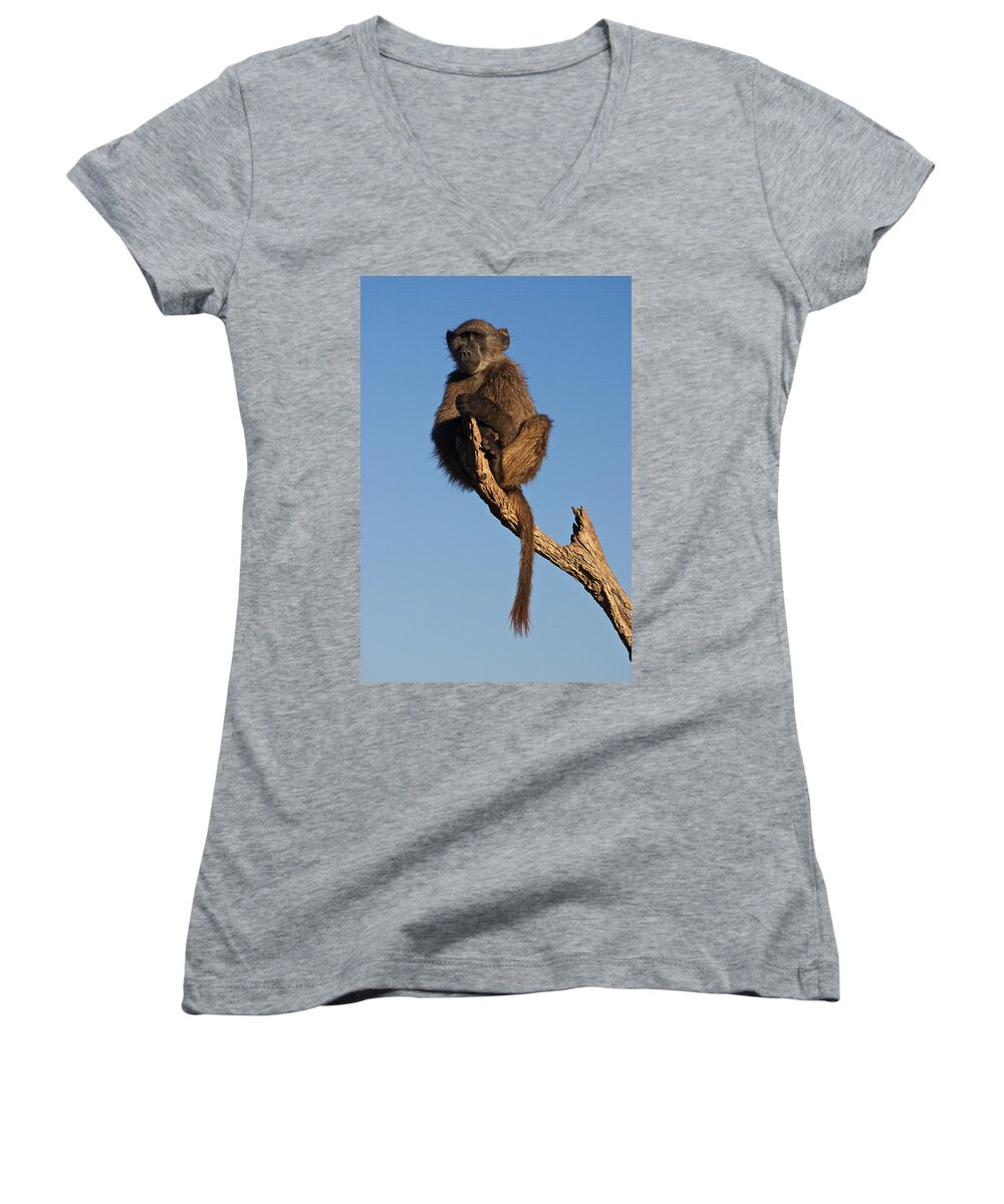Baboon Women's V-Neck featuring the photograph Baboon Sentry Namibia by David Kleinsasser