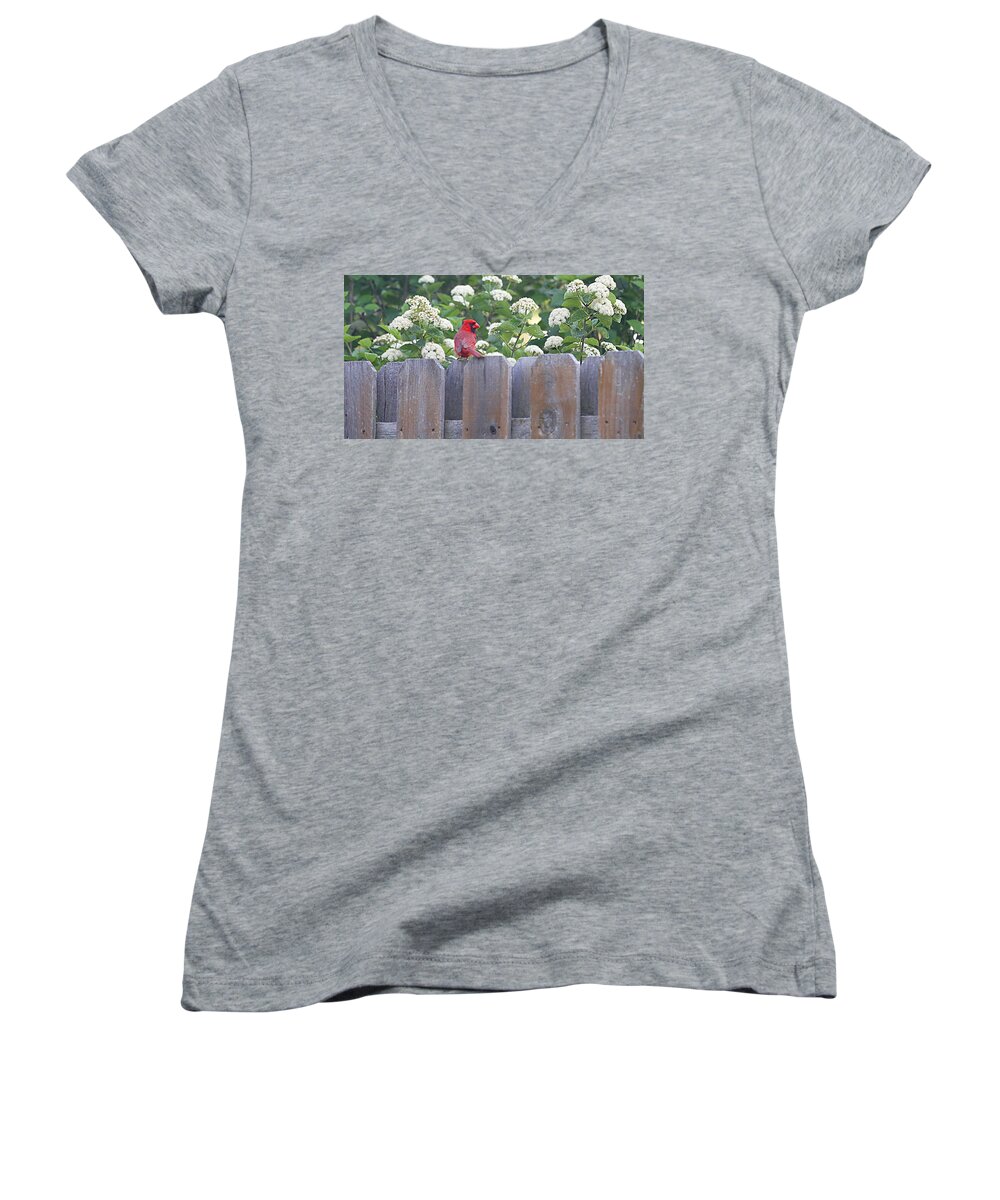 Cardinal Women's V-Neck featuring the photograph Fence Top by Elizabeth Winter