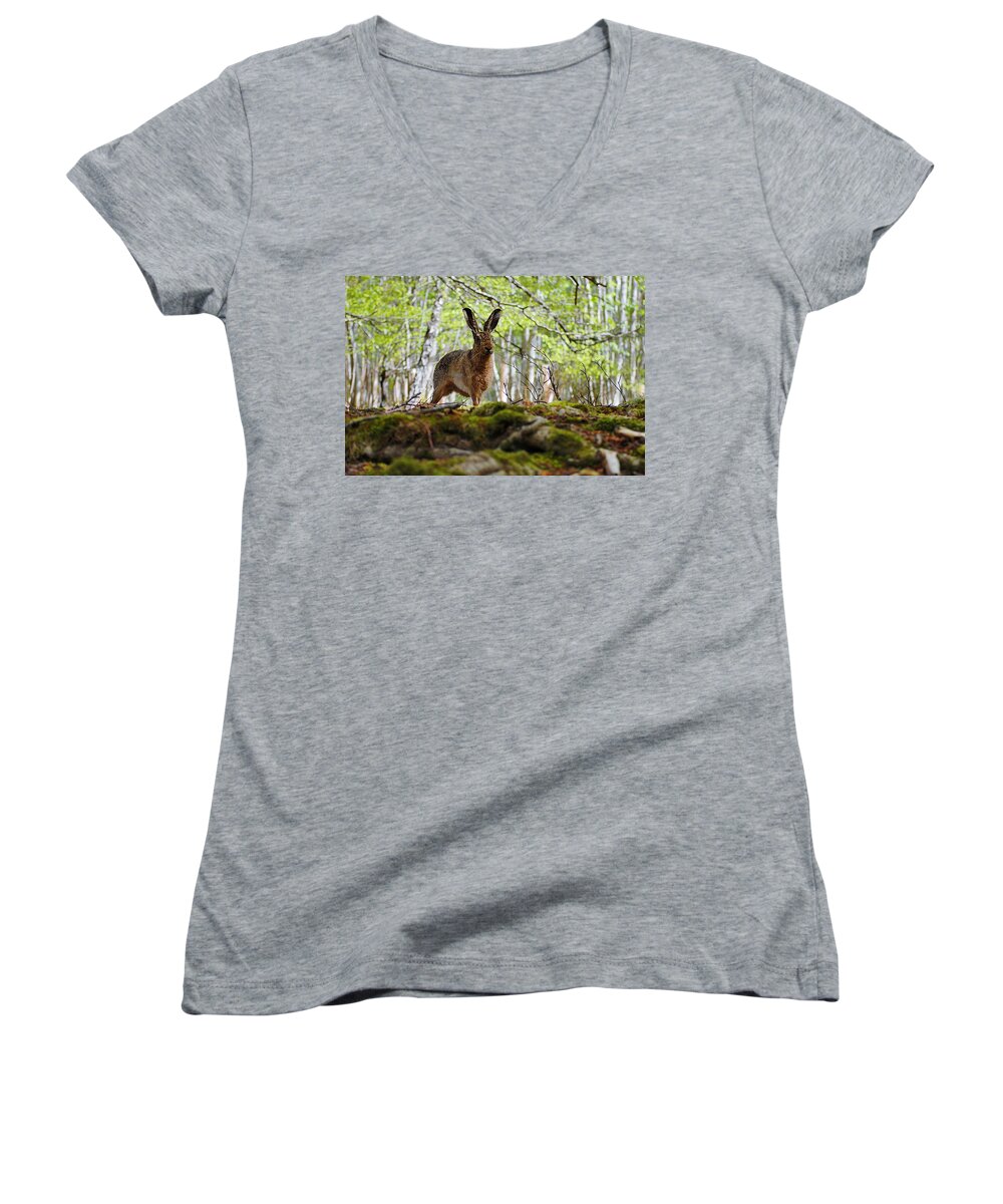 Brown Hare Women's V-Neck featuring the photograph I'm all ears by Gavin Macrae