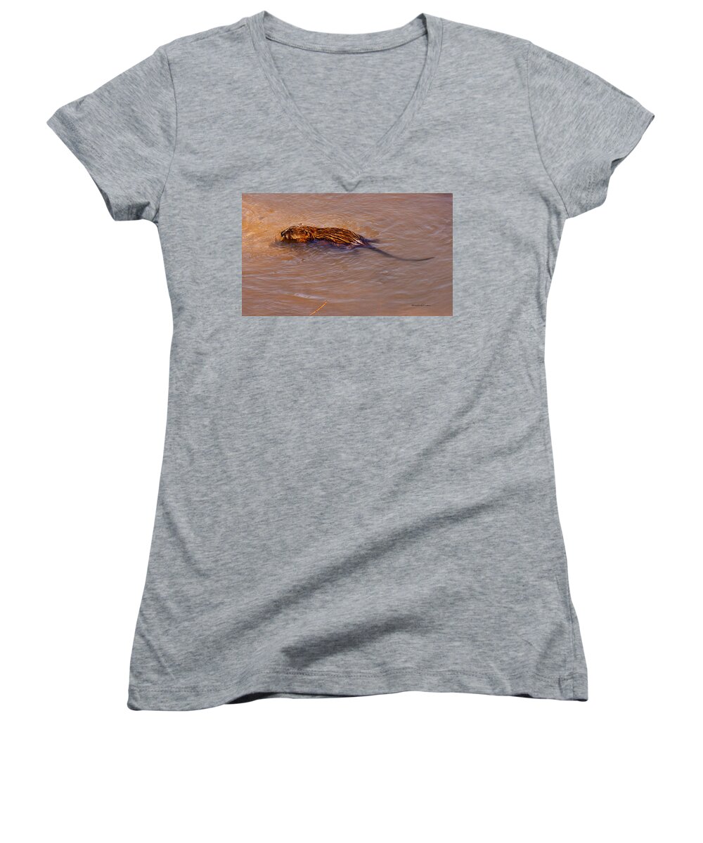 Heron Heaven Women's V-Neck featuring the photograph Muskrat Swiming by Ed Peterson