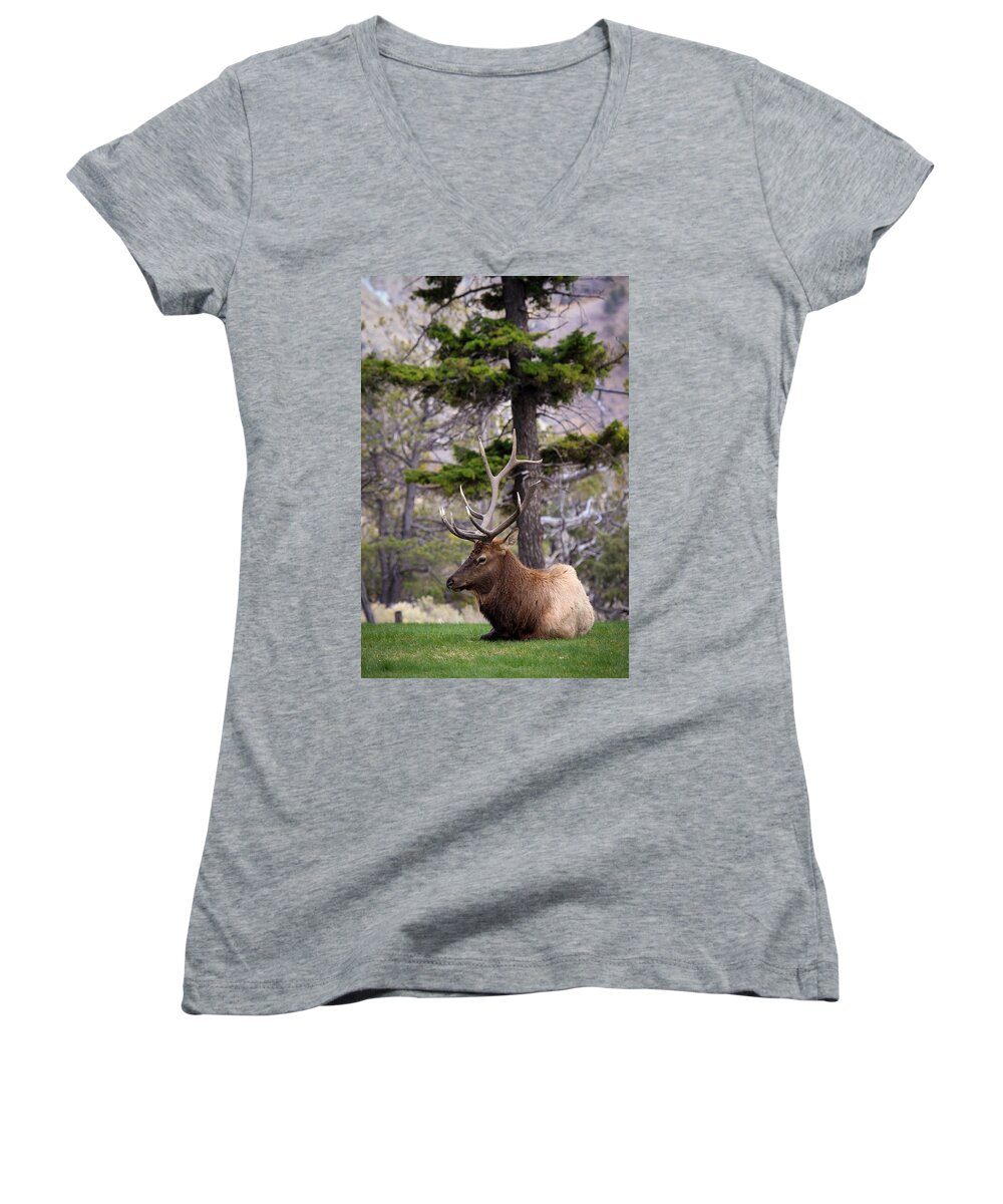 Bull Elk Women's V-Neck featuring the photograph On The Grass by Steve McKinzie