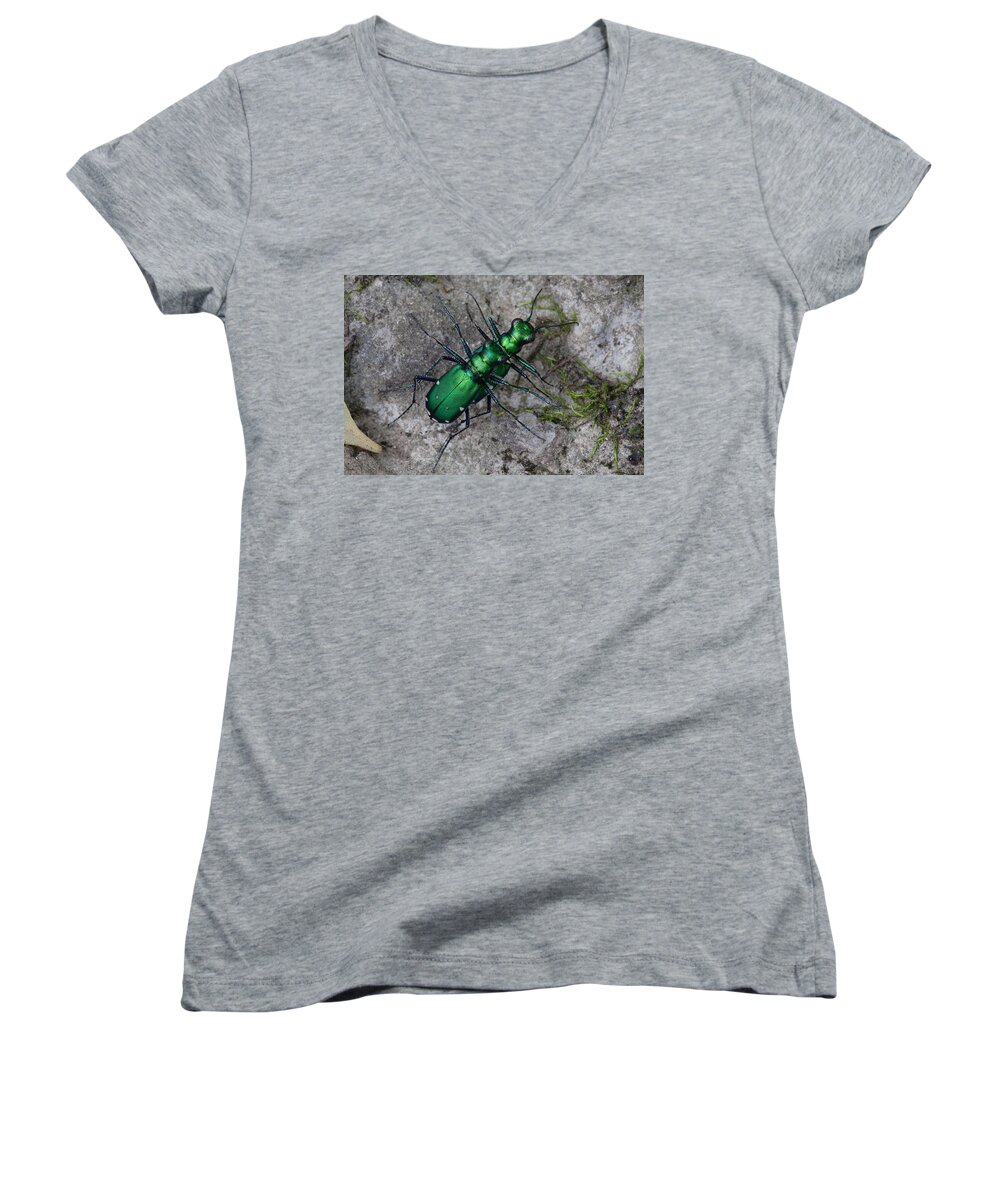 Cicindela Sexguttata Women's V-Neck featuring the photograph Six-Spotted Tiger Beetles Copulating by Daniel Reed