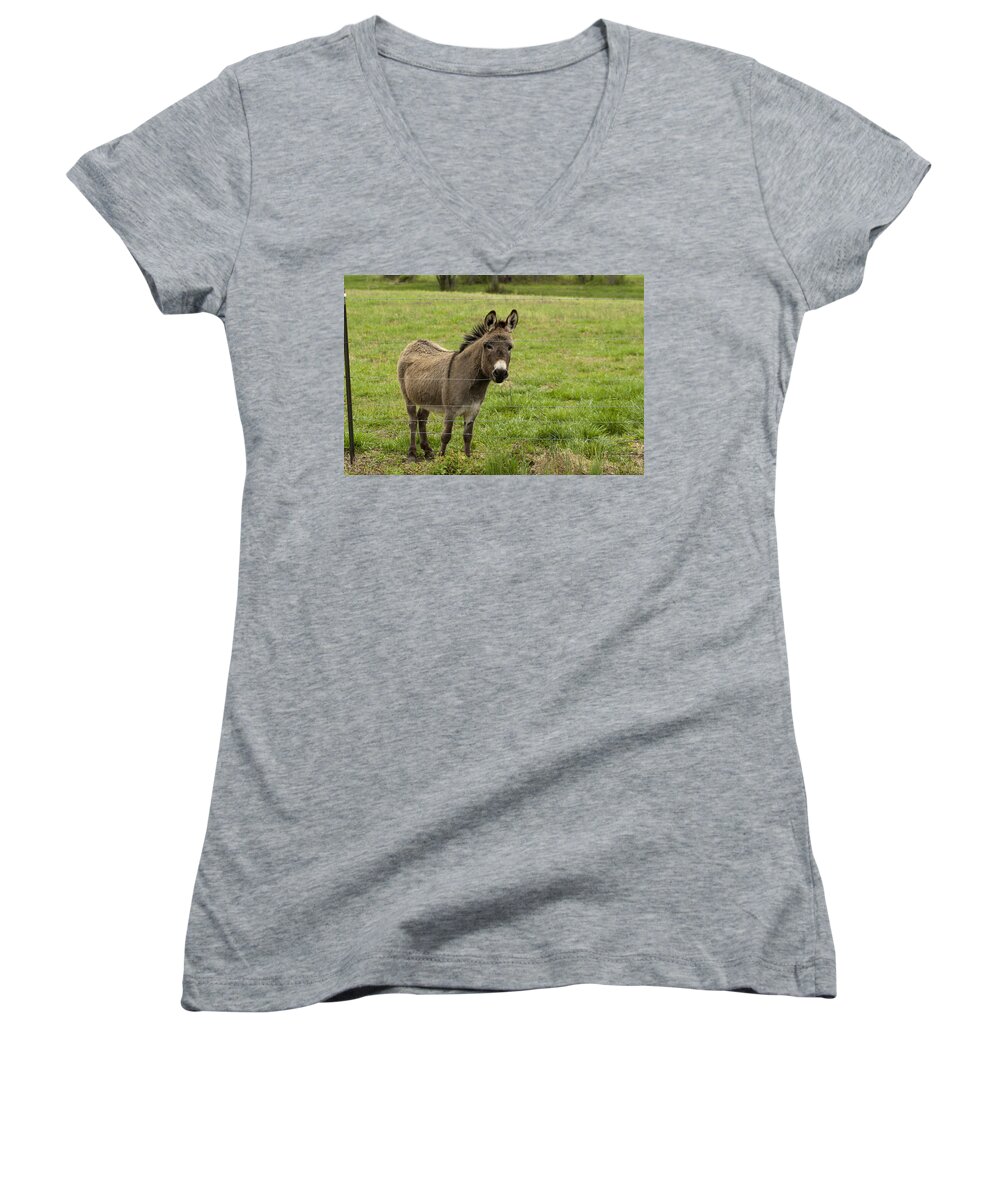 Donkey Women's V-Neck featuring the photograph Sweet Little Donkey by Kathy Clark