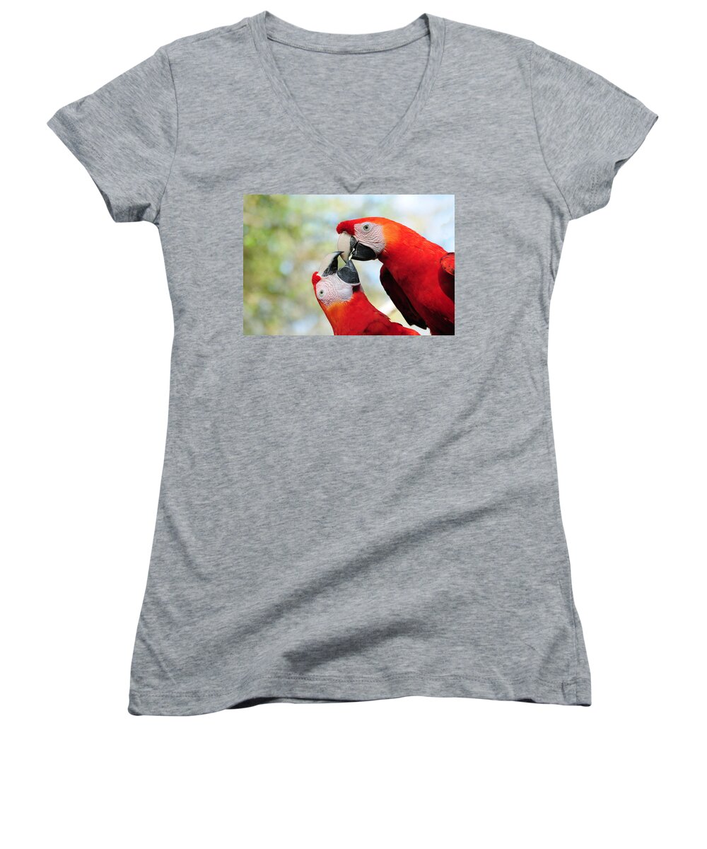 Bird Women's V-Neck featuring the photograph Macaws #1 by Steven Sparks