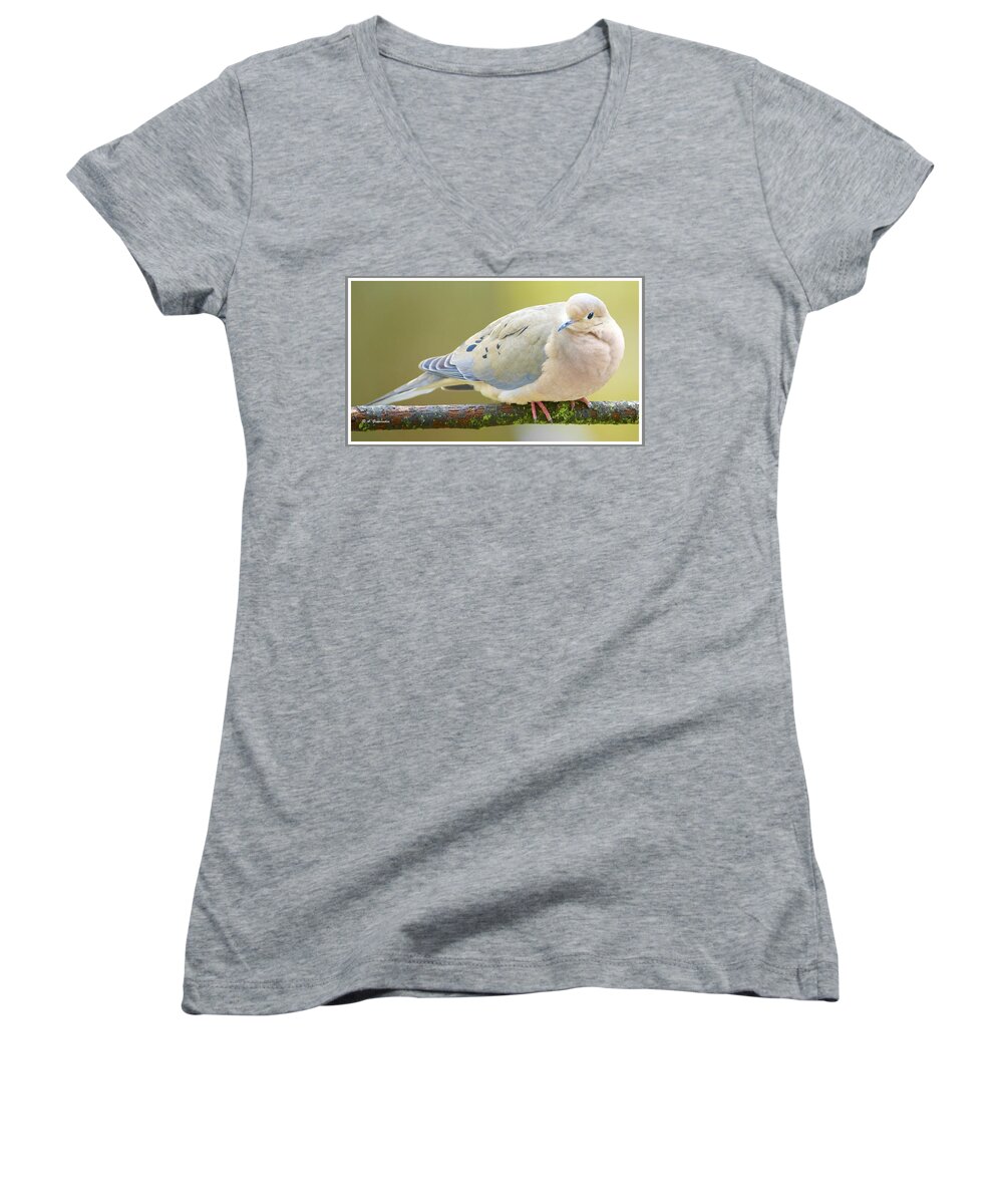 Taxonmy Women's V-Neck featuring the photograph Mourning Dove on Tree Branch #1 by A Macarthur Gurmankin