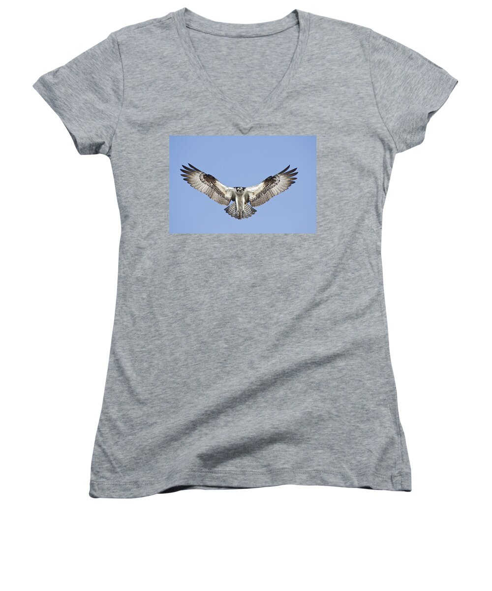 Osprey Women's V-Neck featuring the photograph Osprey in Flight by Bob Decker