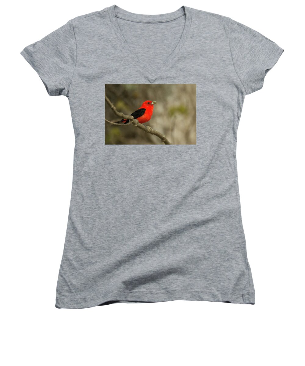 Bird Women's V-Neck featuring the photograph Scarlet Tanager #3 by Alan Lenk