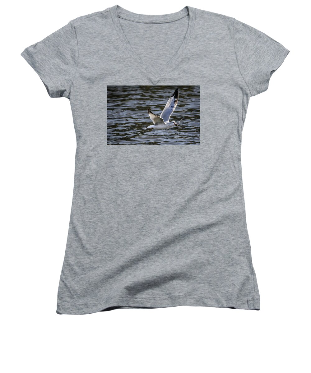 Ring Billed Seagull Women's V-Neck featuring the photograph A Mouth Full by Ray Congrove