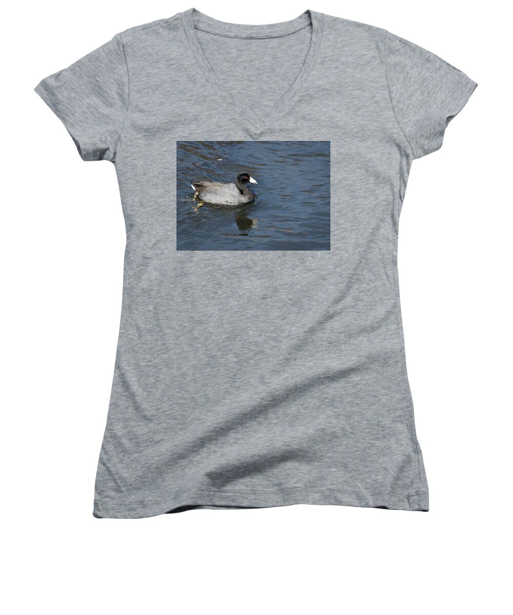 American Coot Women's V-Neck featuring the photograph American Coot by Robert Potts